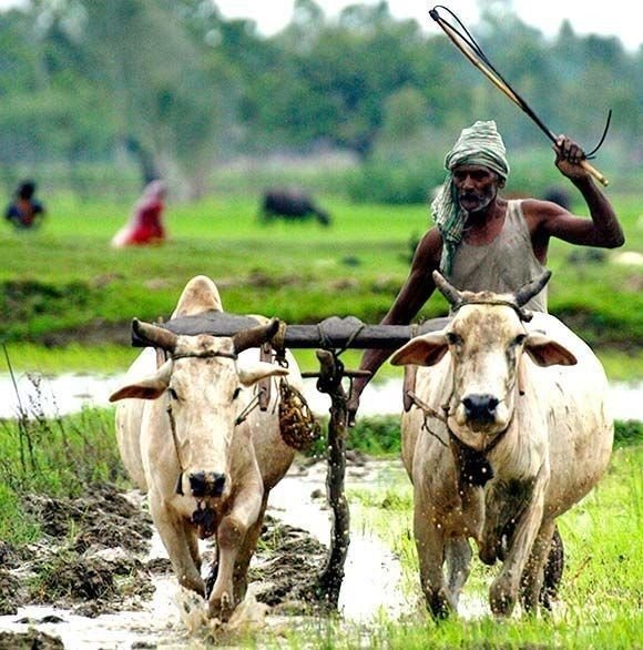 शेतकरी